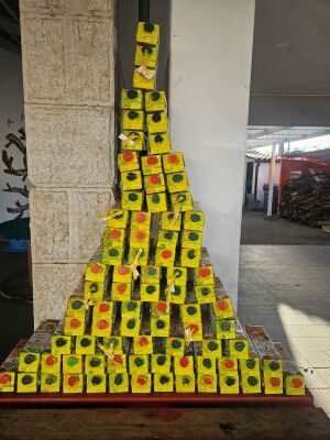 Montagem da árvore de Natal e respetivas mensagens - As mensagens escritas apelam à necessidade de separar, reciclar e reutilizar, cuidar do meio ambiente/planeta, ao respeito mútuo, à paz no meio escolar e no mundo, gestos solidários, …