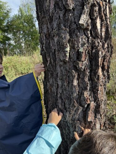 Fomos ao pinhal apanhar carcódia para colar no tronco da nossa árvore.