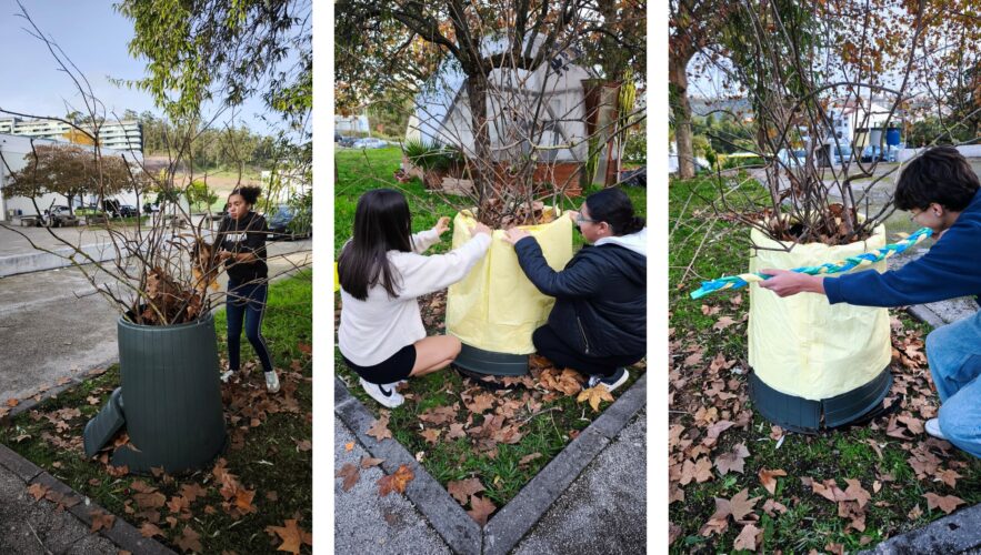 Processo de construção da árvore ecológica de Natal (etapa 2)